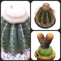 Combo of 3 Different varieties melocactus