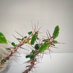 Euphorbia mahafalensis ssp. hofstaetteri