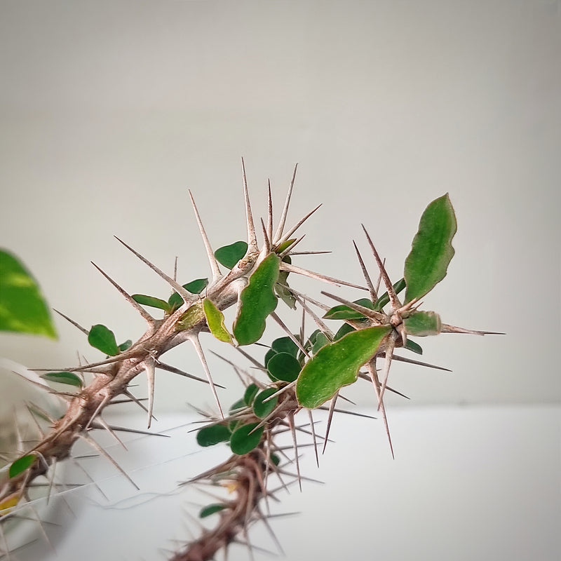 Euphorbia mahafalensis ssp. hofstaetteri