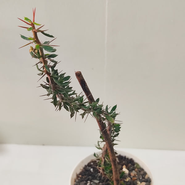 Euphorbia beharensis var. guillemetii