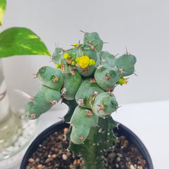 Euphorbia clivicola