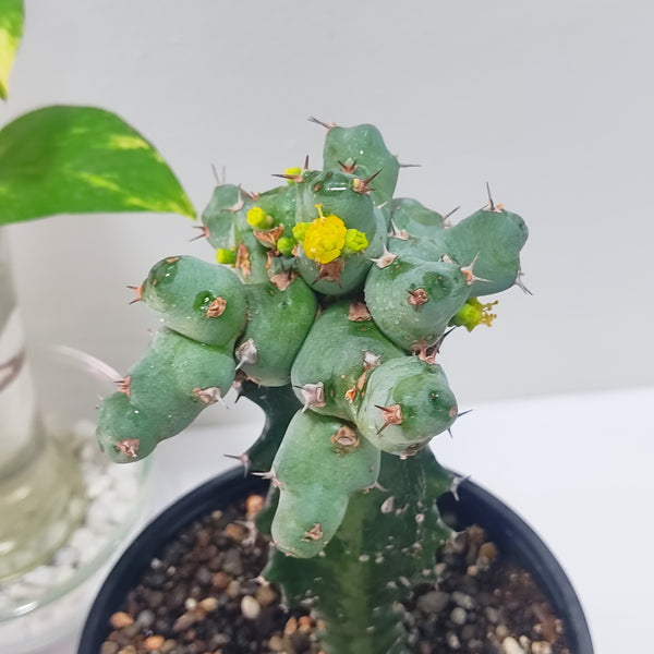 Euphorbia clivicola