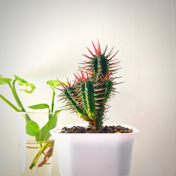 Euphorbia inconstancia