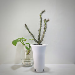 Euphorbia horwoodi A45