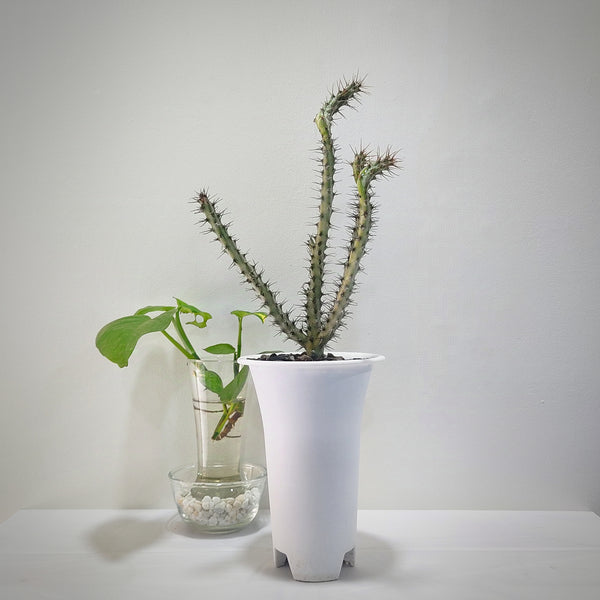 Euphorbia horwoodi A45