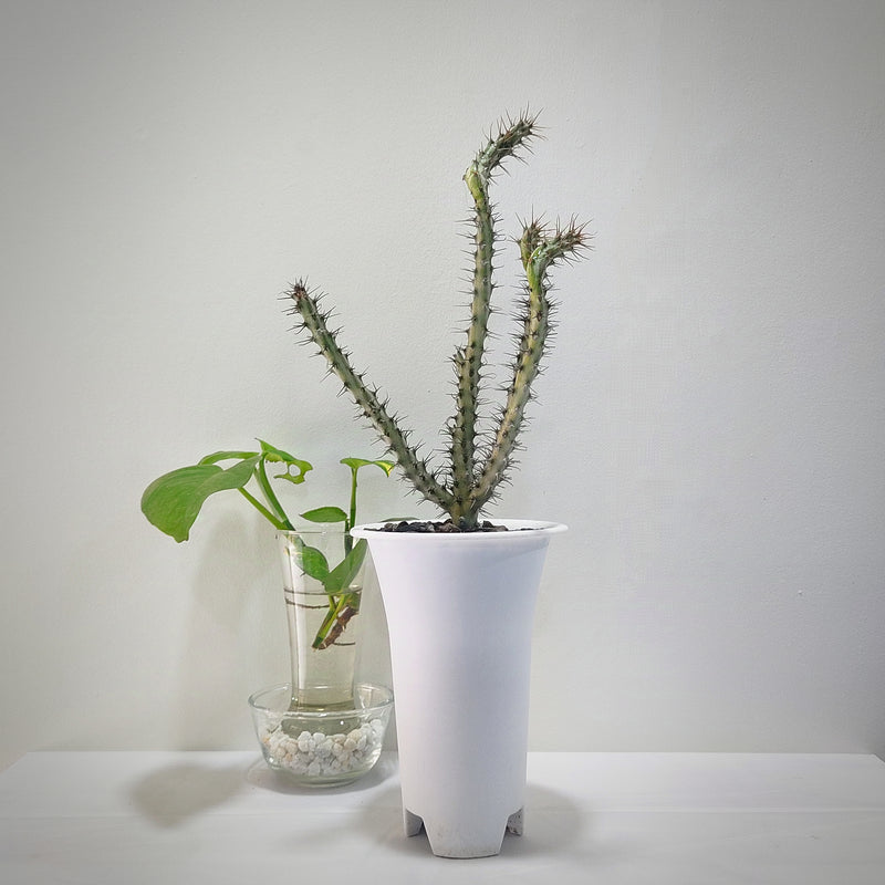 Euphorbia horwoodi A45