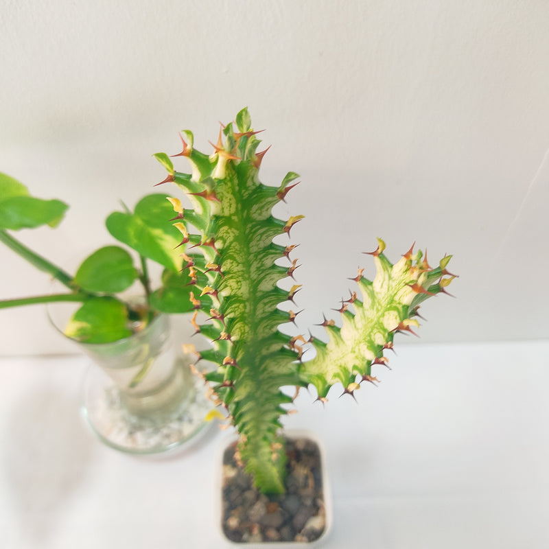 Euphorbia lacta green been verigated