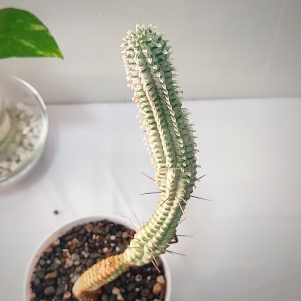 Euphorbia Mammillaris f. Variegata 4_INCHS_RAUND_N_POT WITHOUT_POT_SHIPPING