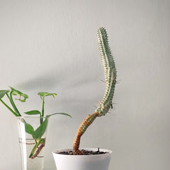 Euphorbia Mammillaris f. Variegata