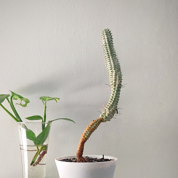 Euphorbia Mammillaris f. Variegata