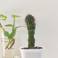 Euphorbia phillipsioides