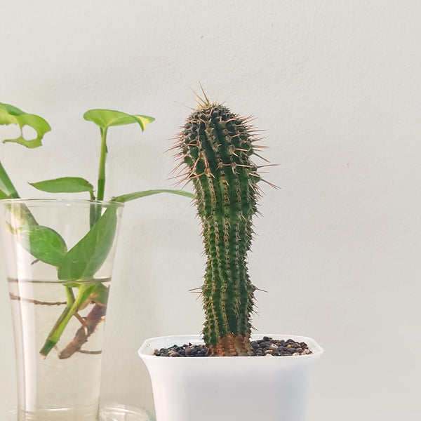 Euphorbia phillipsioides