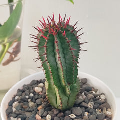Euphorbia polygona snowflake E54