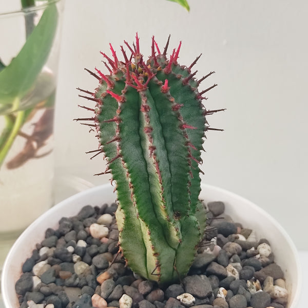 Euphorbia polygona snowflake E54