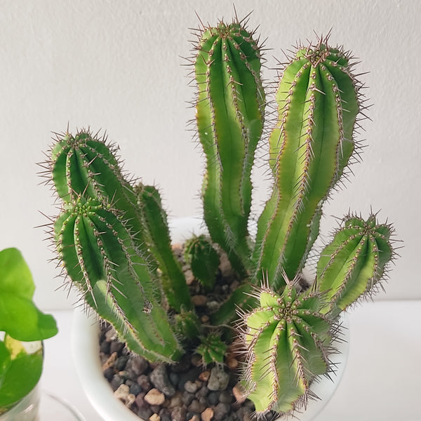Euphorbia fruticosa
