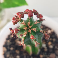 Euphorbia officinarum ssp. echinus