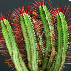 Euphorbia enopla 3.5_INCHES_SQUARE_POT WITHOUT_POT_SHIPPING