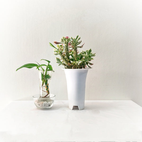 Euphorbia Monadenium stapelioides 6_INCHS_RAUND_N_POT WITHOUT_POT_SHIPPING