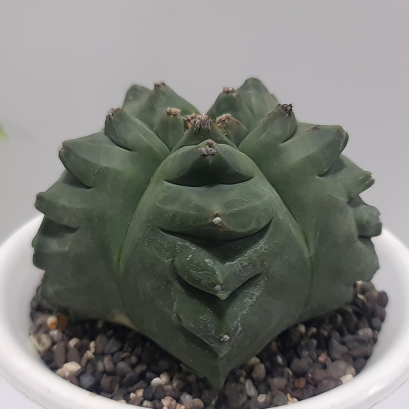 Astrophytum nudam cv ball kikko A516