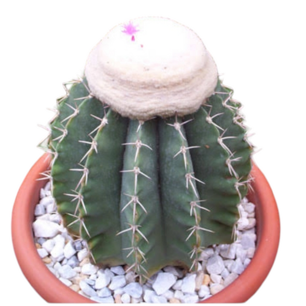 Melocactus Seabraensis white cap