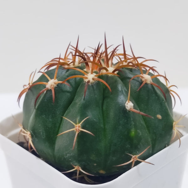 Melocactus Seabraensis white cap