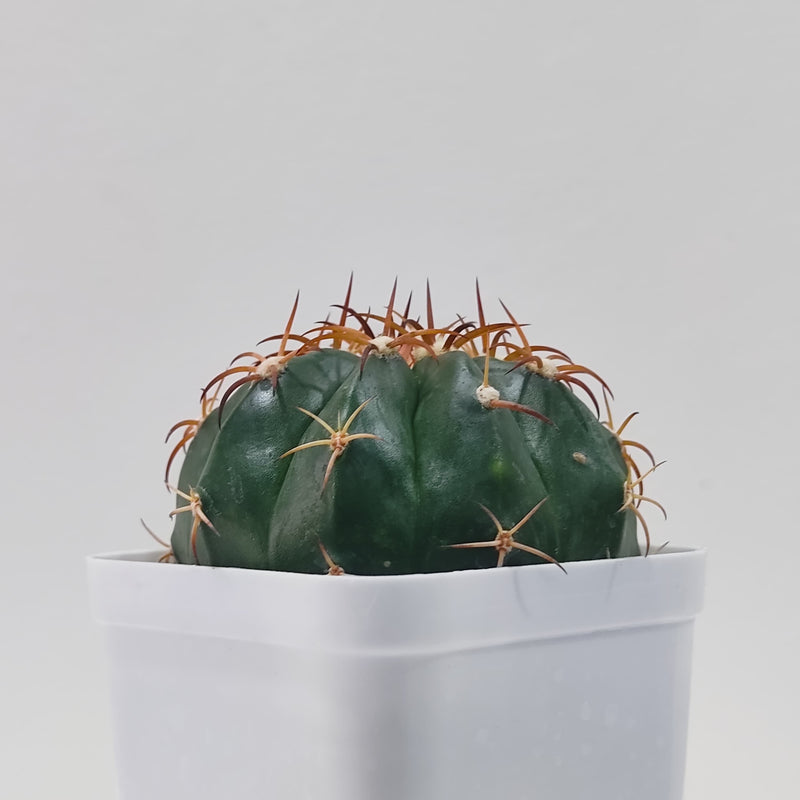 Melocactus Seabraensis white cap