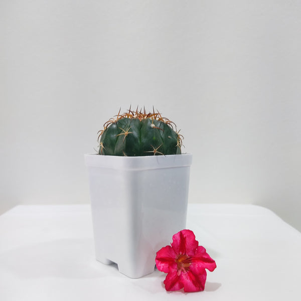 Melocactus Seabraensis white cap