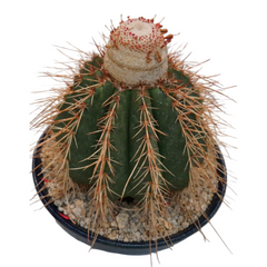 Melocactus curvispinus subs. loboguerrero_cacti