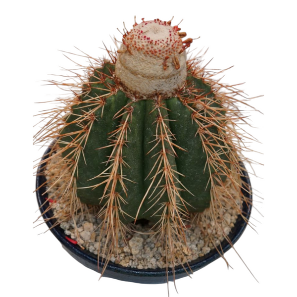 Melocactus curvispinus subs. loboguerrero_cacti