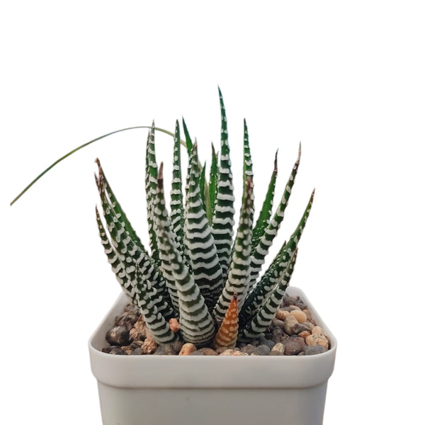 Haworthia zebra