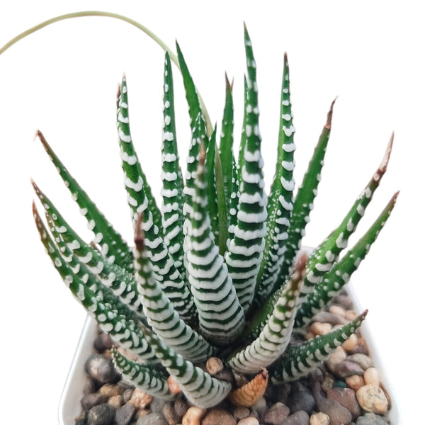Haworthia zebra