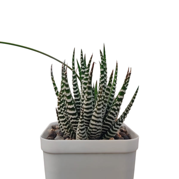 Haworthia zebra