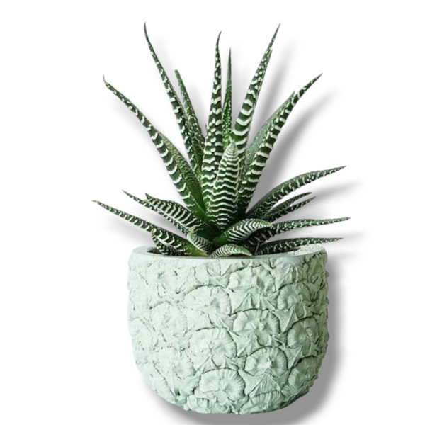 Haworthia zebra 3_INCHS_QUARE_POT WHITHOUT_POT_SHIPPING