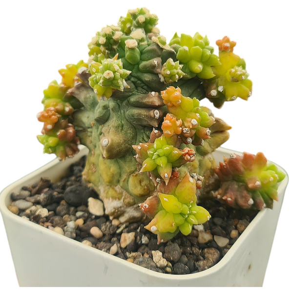 Gymnocalycium cv. Kikko montrose