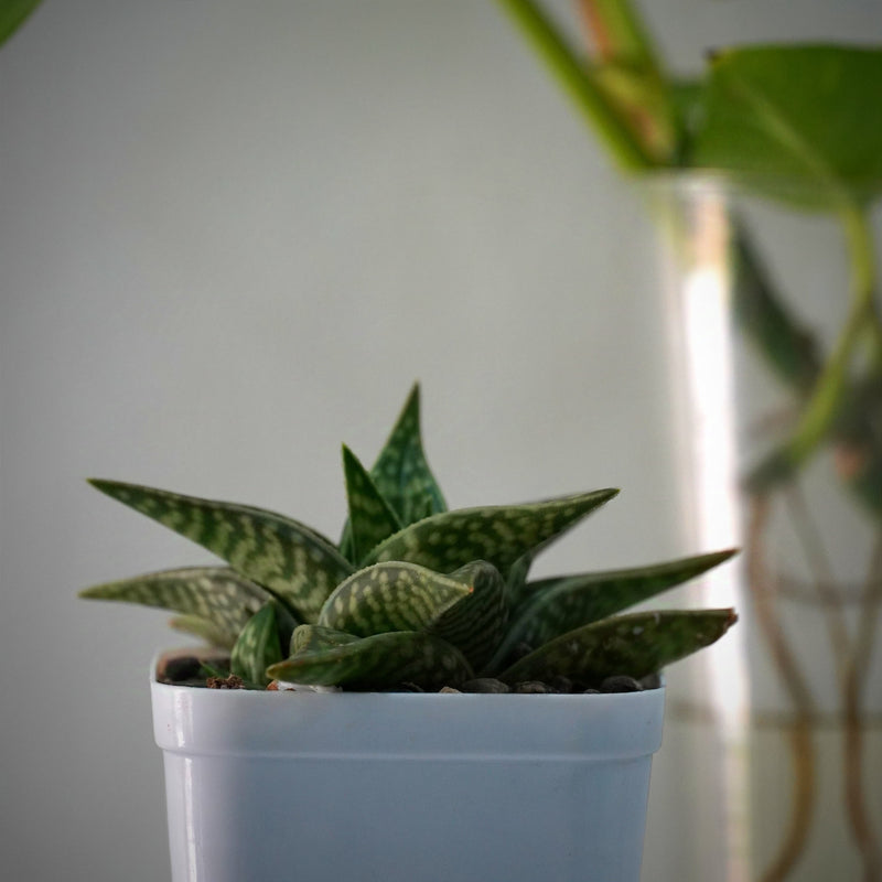 Aloe hybrid Gonialoe variegated