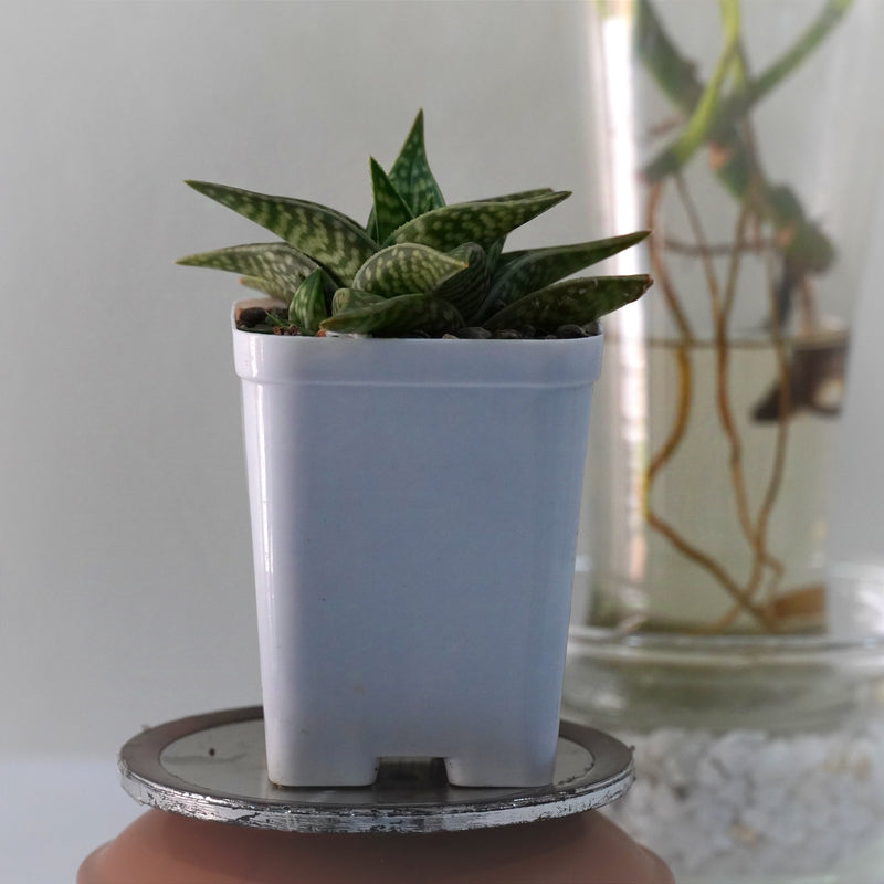 Aloe hybrid Gonialoe variegated
