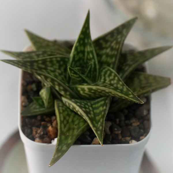 Aloe Gonialoe variegata-succulent plants