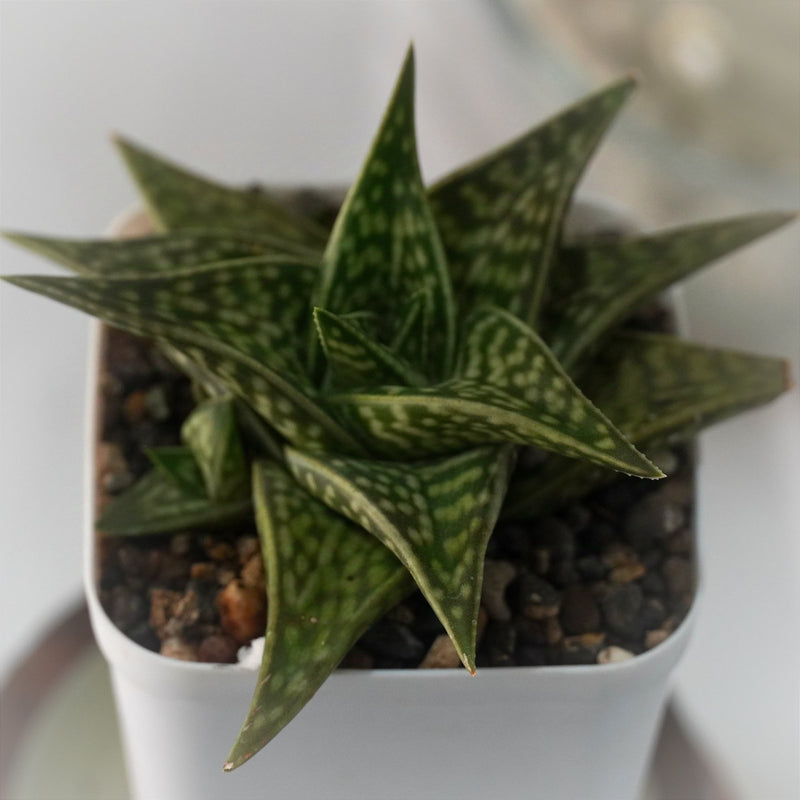 Aloe hybrid Gonialoe variegated