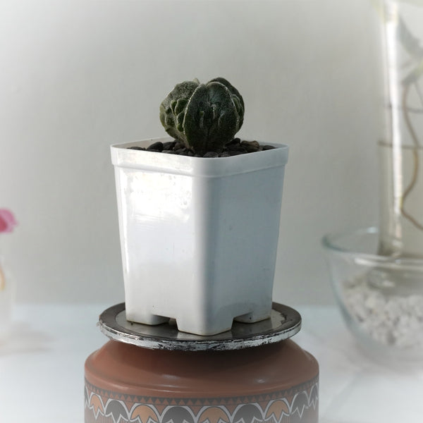 Astrophytum myriostigma cv Fukuryu 3_INCHS_QUARE_POT WITHOUT_POT