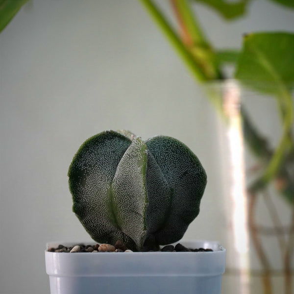 Astrophytum myriostigma pantacostum_ star cactus_plant