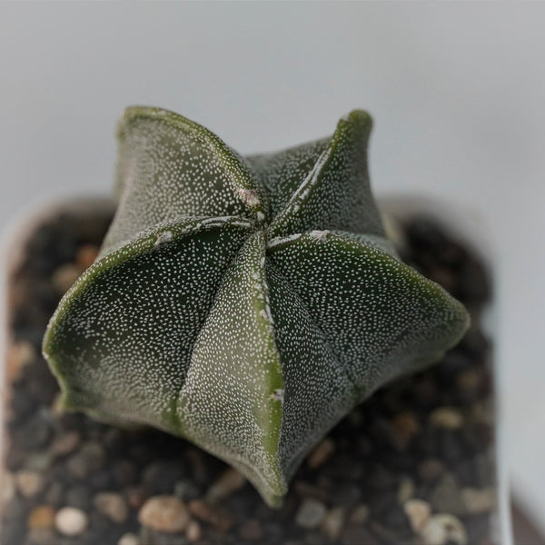 Astrophytum myriostigma pantacostum_ star cactus_plant