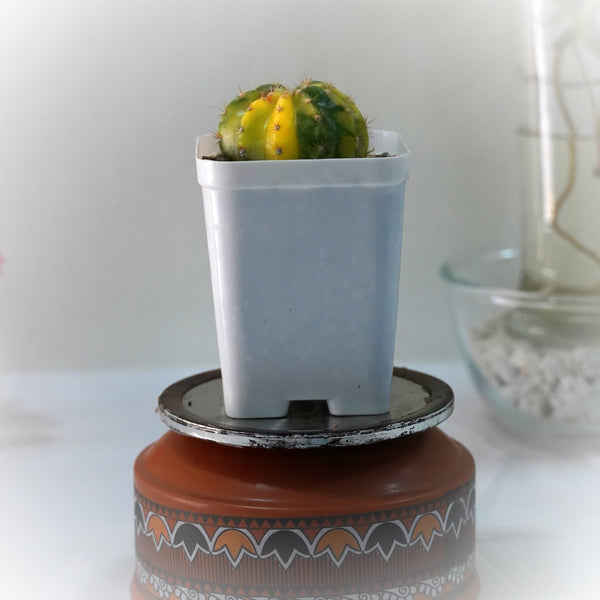 Echinopsis variegated 3_INCHS_QUARE_POT WHITHOUT_POT_SHIPPING