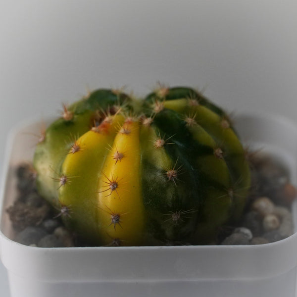 Echinopsis variegated