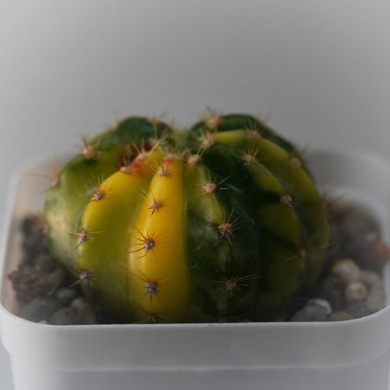Echinopsis variegated