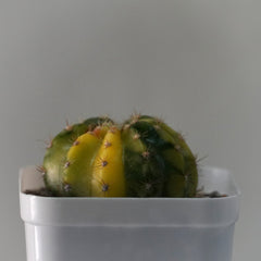 Echinopsis variegated