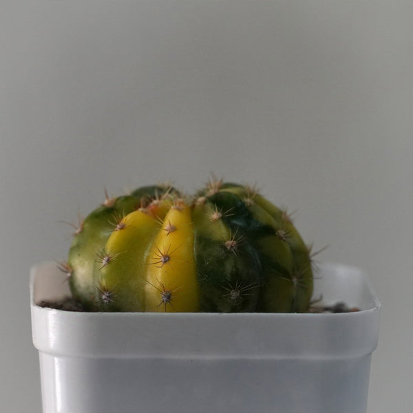 Echinopsis variegated