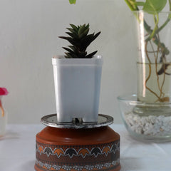 Haworthia Astroloba foliosa 3_INCHS_QUARE_POT WHITHOUT_POT_SHIPPING