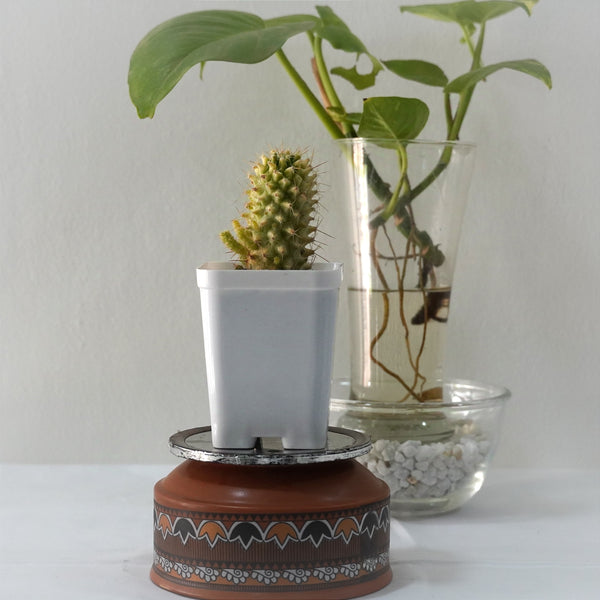 Mammillaria compressa variegated 3_INCHS_QUARE_POT WITH_POT