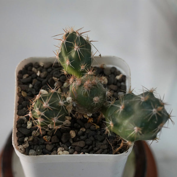 Tephrocactus alexanderi 3_INCHS_QUARE_POT WHITH_POT_SHIPPING