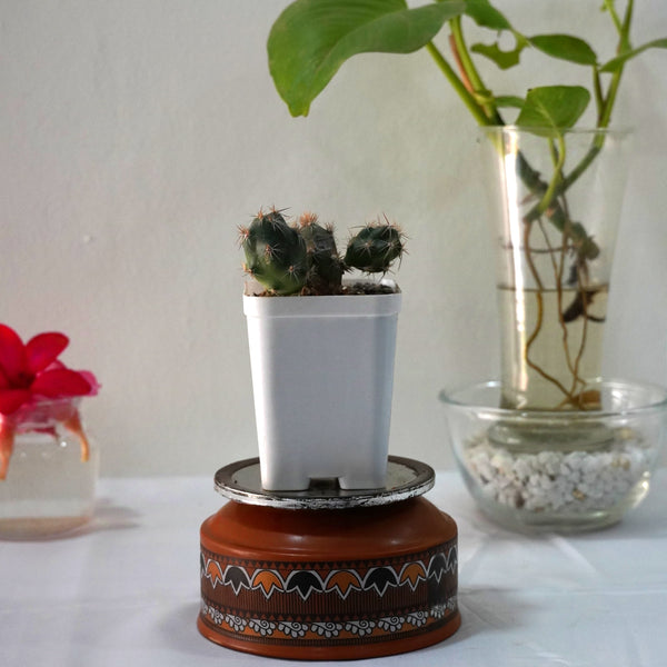 Tephrocactus alexanderi